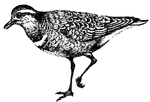 Plover, a shore-bird with long wings and slender legs, related to the snipe.