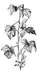 Poison-ivy, a climbing or trailing shrub with variable three-foliate leaves, aerial rootlets and greenish flowers.