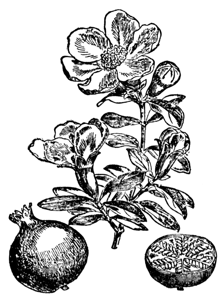 pomegranate clipart black and white