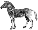 Quagga, a striped wild ass, related to the zebra, but now extinct.