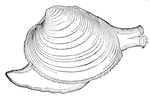 this is the common round clam of the Atlantic coast found from Texas to Cape Cod. It is frequently seen in eastern markets and much esteemed as food, (Beach, 1909).