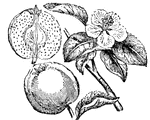 Quince, a member of the rose family. It is said to be a native of Northern Iran.