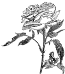 the rose is one of the most prized of the cultivated ornamental forms.