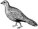 After the turkey, the grouse is the largest game bird in the U.S.
