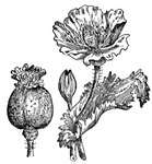 Opium is commonly known for the hallucinogenic effects its flowers produce.