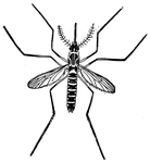 Mosquitos are parasitic insects that suck blood from humans and other mammals. They are known to spread malaria and other diseases.