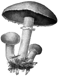 The name mushroom is generally applied to those soft white umbrella-shaped growths considered good to eat. It is always dangerous to eat mushrooms gathered in the woods by anyone other than an experienced collector.