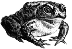 Toads are similar to frogs but generally are more squat and sedentary.