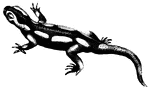 In the land salamander, the body is black and warty with long irregular yellow spots distributed over the head, back, sides, feet and tail.