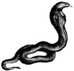 When irritated, the neck of a cobra swells at the same time it raises the front part of its body vertically, holding it straight and rigid.