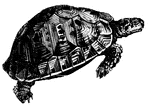 Land tortoises have short, oval and convex bodies, covered by carapace and plastron. They have no teeth.