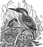 A family of incessorial birds noted for their bright plumage, stout bill, strong feet, and short tail.