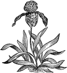 A genus of beautiful orchids native to the northern latitudes, three species occurring in the United States. The roots of the yellow lady's slipper yield medicine of value in cases of nervous affection.