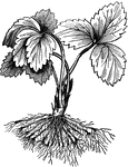"This pruning or shortening of the roots causes the production of a new set of fibres from the severed ends. It also causes other roots to push out near the crown, and if a plant thus pruned be taken up in a few weeks after planting, its roots will appear somewhat as shown." —Fuller, 1910