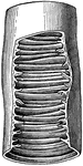 "Piece of small intestine cut open to show wrinkling of inner coat bearing villi." &mdash;Davison, 1910