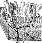 "A tiny block cut from the wall of the intestine showing villi and the mouths of glands at a; b, villus cut open to show the lacteal e and blood tubes m for absorbing food." —Davison, 1910