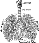 "The lungs fill up most of the cavity of the chest. One lies on either side of the heart which is in the middle of the chest. The lungs in animals are called lights because they are spongy sacs and so light as to float when thrown into water." &mdash;Davison, 1910