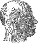 "Some nerves of the face." —Davison, 1910