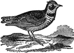 A genus of common birds of song, resembling the finches in many respects. There are many species, various kinds being native to all the grand divisions and many islands.