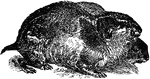 A rodent quadruped found in the northern parts of America and Eurasia, particularly in Norway and Sweden. There are several species. They are allied to the rat and mouse, mostly bownish-black in color, body heavy-set, limbs short, and head large.