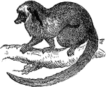 A class of mammals allied to the monkey, and found mainly in Africa, southern Asia, and the Philippines. The body is long, skull small and flat, snout long, hind limbs longer than the fore limbs, and the tail furry.