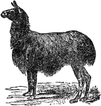 A ruminating quadruped closely allied to the camel, and native to the southern parts of Peru and other sections of South America.
