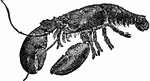 A large marine crustacean somewhat resembling a crawfish, but larger in form. The common lobster of America is a typical species. It is ten-footed, has a long tail, is stalk-eyed, and often attains a weight of ten pounds.