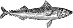 An excellent food fish, widely distributed, and particularly abundant in the North Atlantic. It attains a length of from twelve to eighteen inches, weighing about two pounds.