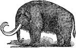The Russian name of the large extinct elephant closely resembling the Indian elephant, and of which fossil remains have been found in the northern part of North America and Eurasia.