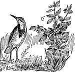 A bird of North america, and common in the United States as far south as the Mexican boundary.