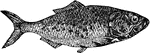 A fish found in abundance off the Atlantic coast of North America, and often called whitefish, hardhead, and bony fish.