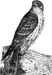 A bird of the falcon family, differing from the genus falco in having longer and more slender tarsi and toes.