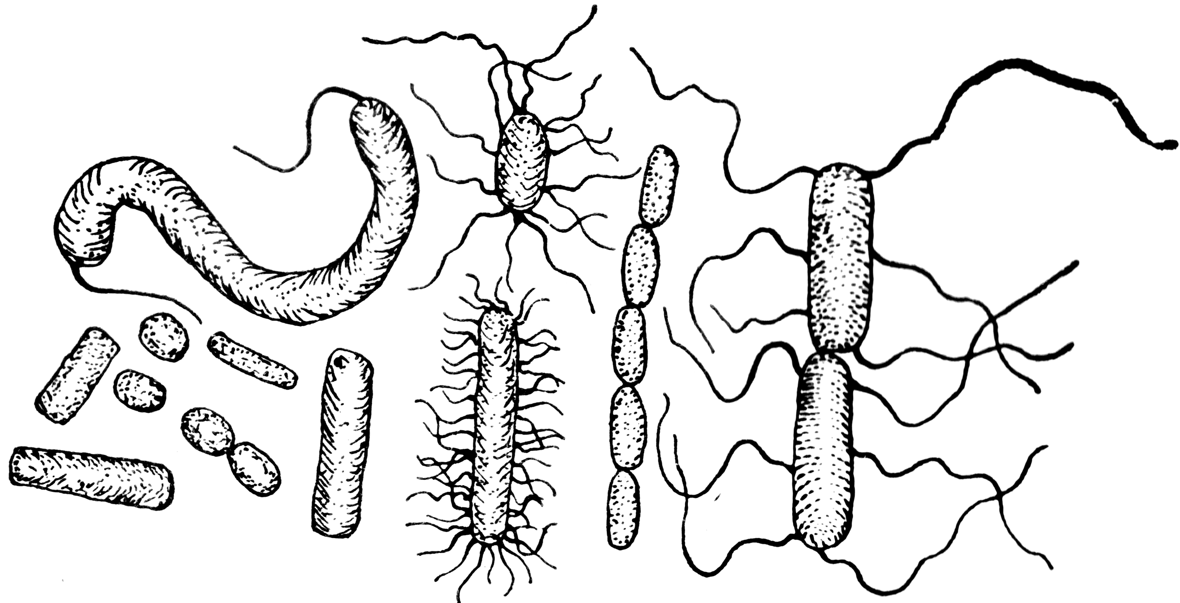 Бактерии карандашом