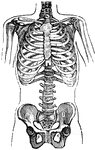 The chest and pelvis. 1: The hip-bones.