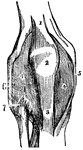 Front view of the right knee-joint. 1: Tendon of the extensor muscle. 2: Patella. 3: Ligament of the patella, or trendinous insertion of the muscle just mentioned. 4: Capsular ligament. 5 and 6: Internal and external lateral ligaments.