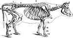 Skeleton of the cow. 1: Frontal bone of the head. 2: Upper jaw, superior maxillary. 3: Lower jaw, inferior maxillary. 4: Cervical vertebrae. 5: Dorsal vertebrae. 6: Lumbar vertebrae. 7: Sacral vertebrae. 8: Caudal vertebrae. 9: Scapula. 10: Humerus 11: Radius and ulna. 12: Carpus. 13: Metacarpus. 14: Phalanges (toes). 15: Femur. 16: Tibia. 17: Tarsus. 18: Metatarsus. 19: Phalanges.