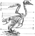 Skeleton of a bird. 1: The head. 2: Cervical Vertebrae. 3: Dorsal and lumbar vertebrae. 4: Scapula. 5: Clavicle. 6: Coracoid bone. 7: Sternum. 8: Humerus. 9: Radius. 10: Ulna. 11: Carpus. 12: Metacarpus. 13: Phalanges (fingers). 14: Femur. 15: Tibia. 16: Fibula. 17: Tarsus. 18: Metatarsus. 19: Phalanges (toes).