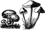 A name commonly applied to numerous rapidly-growing fungi of the higher class, belonging to the natural order fungi, and consisting usually of a cap-like expansion supported by an erect stalk.