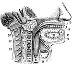 The mouth and neck laid open. 1: The teeth. 3 and 4: Upper and lower jaws. 5: The tongue. 7: Parotid gland. 8: Sublingual gland. 9: Trachea (wind-pipe). 10 and 11: Esophagus (gullet). 12: Spinal column. 13: Spinal cord.