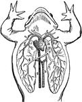 The heart and lungs of a frog. 1: Heart. 2: Arch of the aorta. 3: Pulmonary artery. 4: Pulmonary veins. 5: Aorta. 6: Vena cava.
