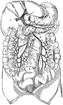 The portal system of veins. a: Portal vein. b: Splenic vein. c: Right gastro-epiploic vein. d: Inferior mesenteric vein. e: Superior mesenteric vein. f: Trunk of the superior mesenteric artery. 1: Liver. 2: Stomach. 3: Spleen. 4: Pancreas. 5: Duodenum. 6: Ascending colon; the transverse colon is removed. 7: Small intestine. 8: Descending colon.