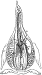 Arteries of the trunk of a bird. 1: The aorta. 2: The vena cava. 3: A cerebral artery. The small lines on each side represent the arteries and veins of the lungs.