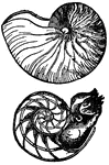 The name applied formerly to a large genus of mollusks. At present it is confined to only three existing species. Fossil remains indicate that more than one hundred species lived in the different geological periods.