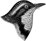 The head of a Thrush.