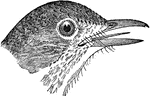 The head of a Wood Thrush.