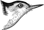 The head of a White-Bellied Nuthatch.