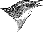 The head of a Short-Billed Marsh Wren.