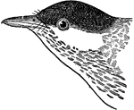 The head of a Black-Poll Warbler.