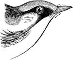 The head of a Chestnut-Sided Warbler.
