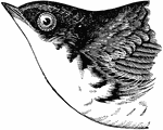 The head of a White-Bellied Swallow.